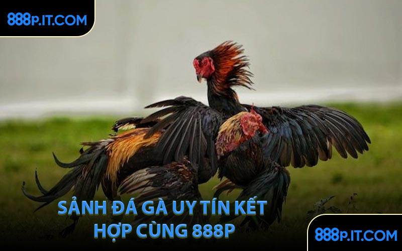 Sảnh Đá Gà Uy Tín Kết Hợp Cùng 888P